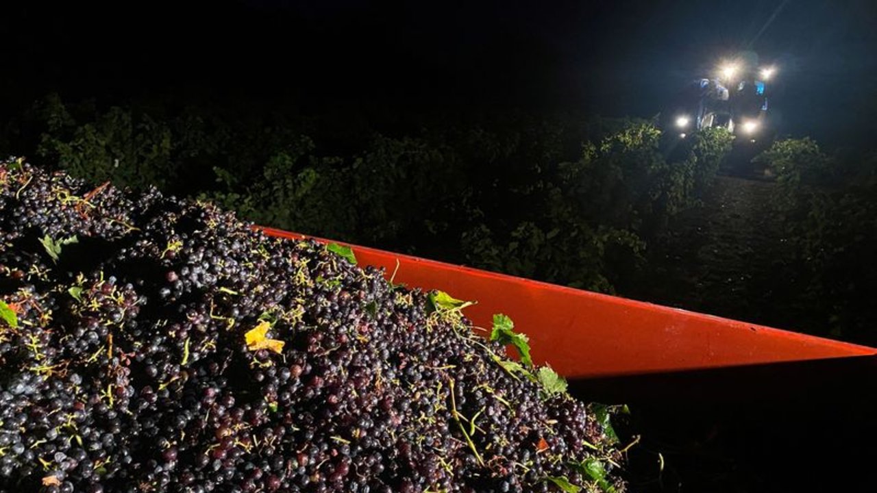 La ola de calor en Francia reducirá la producción de vino pero mejorará su calidad