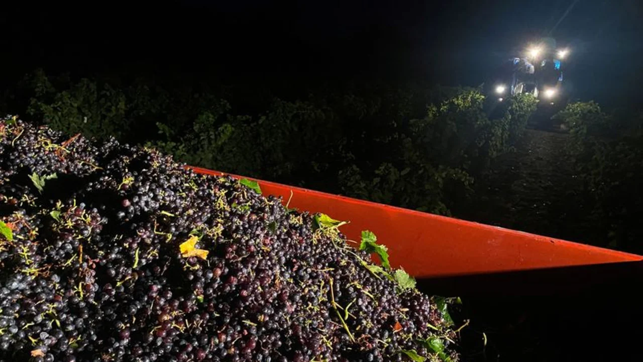 La ola de calor en Francia reducirá la producción de vino pero mejorará su calidad