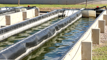 Por primera vez, utilizarán microalgas para descontaminar el agua