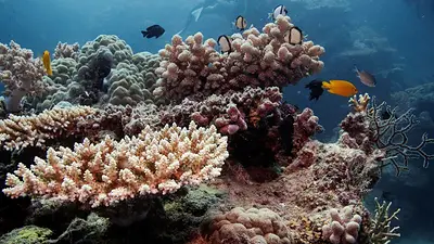 Océanos más calientes de los últimos 400 años ponen en peligro la Gran Barrera de Coral: científicos Océanos más calientes de los últimos 400 años ponen en peligro la Gran Barrera de Coral: científicos