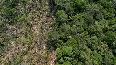 Deforestación en la Amazonia brasileña aumenta en julio, pero cae un 45,7% en un año Deforestación en la Amazonia brasileña aumenta en julio, pero cae un 45,7% en un año