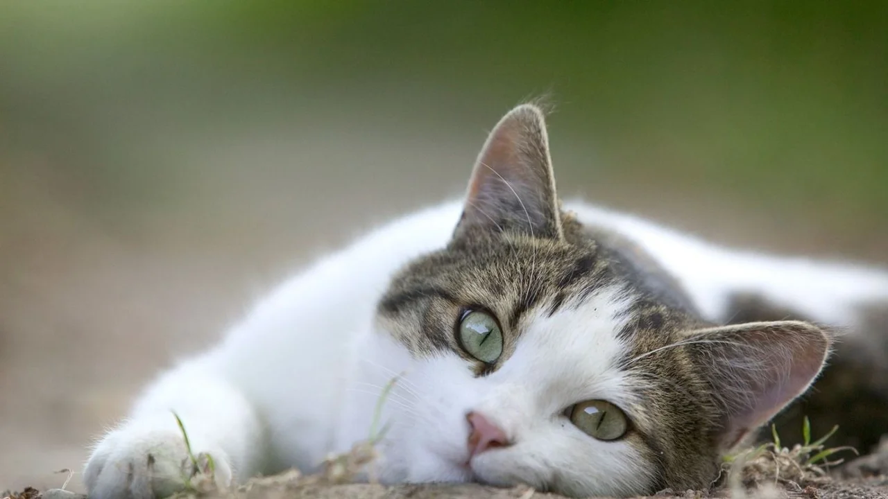 Un gato