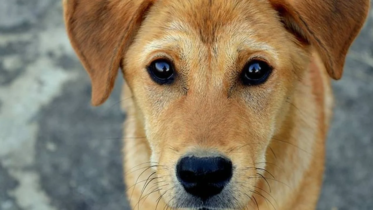 Perro mirada fija.