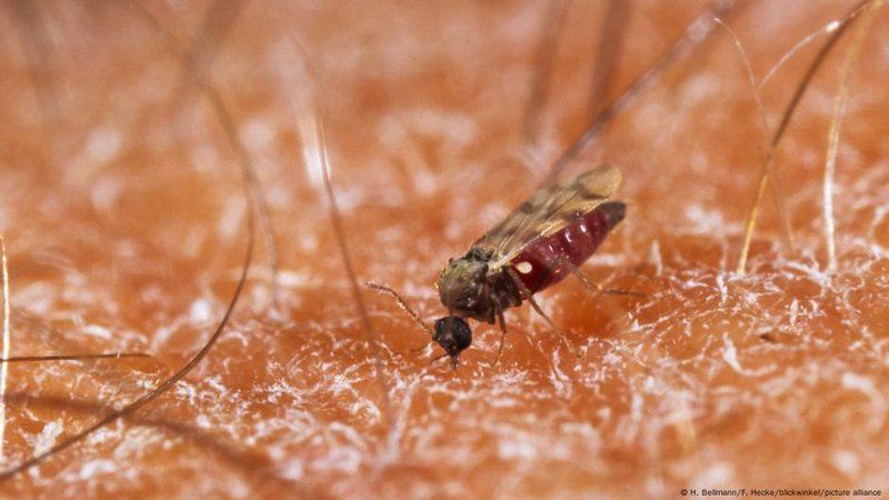 Alerta en América Latina por brote del virus Oropuche: cómo se transmite y cuáles son sus síntomas