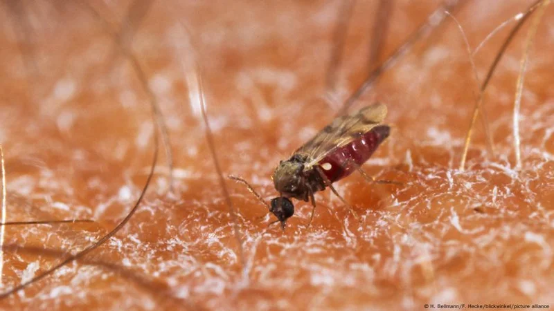 Alerta en América Latina por brote del virus Oropuche: cómo se transmite y cuáles son sus síntomas