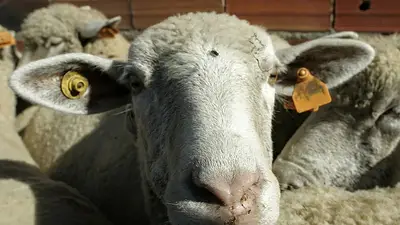 Nuevo brote de virus de la lengua azul en el este de Francia, el sexto en total Nuevo brote de virus de la lengua azul en el este de Francia, el sexto en total