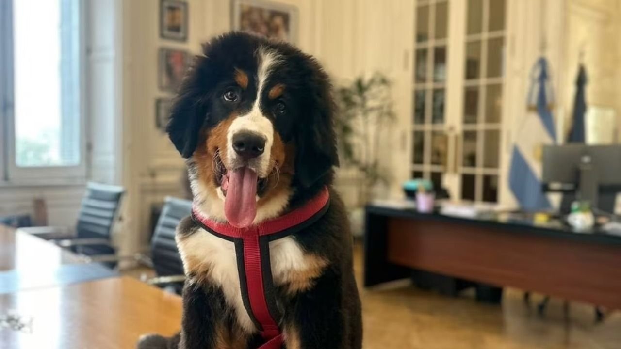 Thor, el nuevo perro de la Casa Rosada