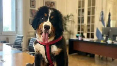 Thor, el nuevo perro de la Casa Rosada Thor, el nuevo perro de la Casa Rosada