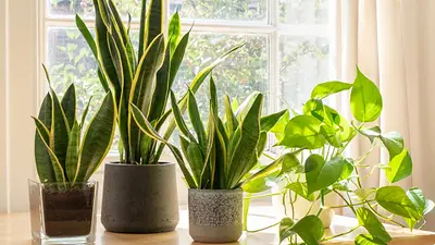 plantas, macetas, plantas, macetas,