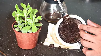 Restos de café como abono. Restos de café como abono.