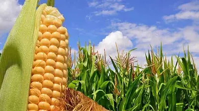 El INTA Formosa desarrolló un tipo de maíz amarillo apto para harinas sin gluten: los detalles de este novedoso hallazgo El INTA Formosa desarrolló un tipo de maíz amarillo apto para harinas sin gluten: los detalles de este novedoso hallazgo