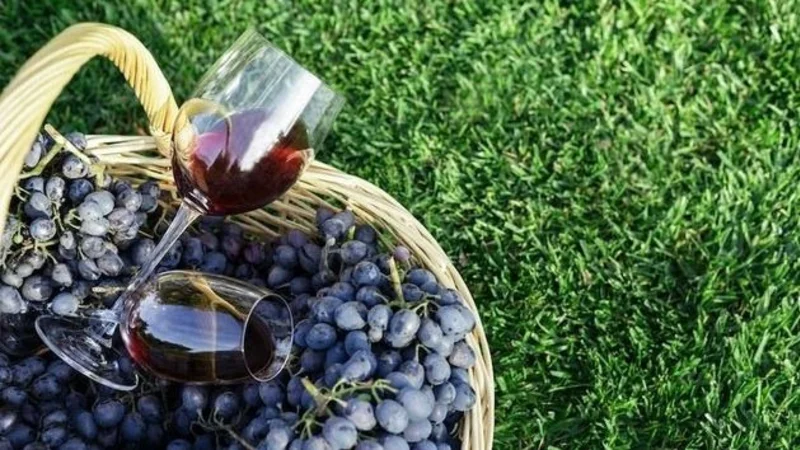 vino pinot noir.