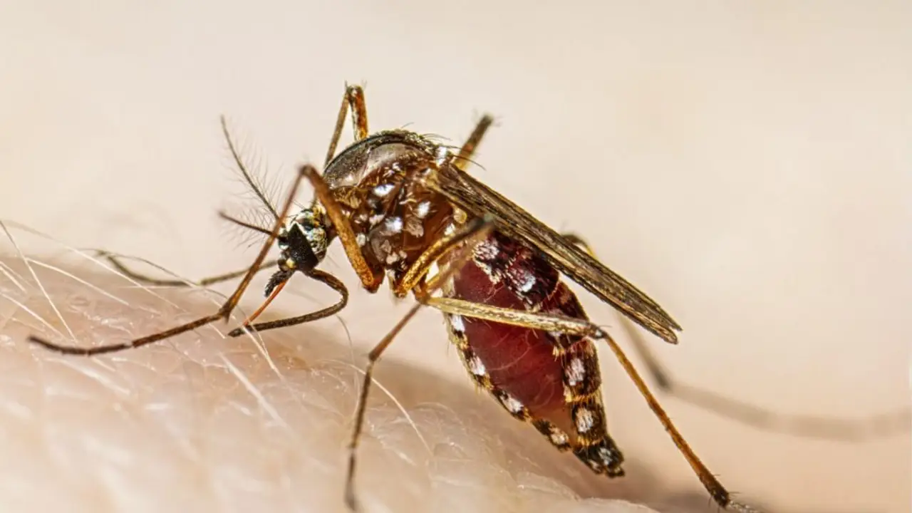 Dengue: el Ministerio de Salud promete proveer vacunas para 80.000 jóvenes de lugares con alta incidencia