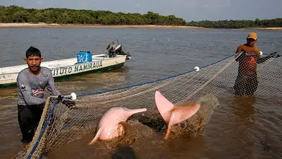 Estudian impacto del cambio climático en los delfines amazónicos amenazados por la sequía Estudian impacto del cambio climático en los delfines amazónicos amenazados por la sequía