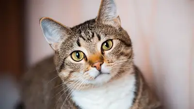 Qué significa el maullido de un gato: cómo diferenciarlo. Qué significa el maullido de un gato: cómo diferenciarlo.