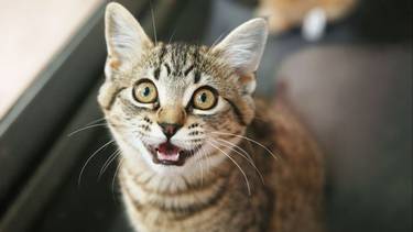 Lo advierten los veterinarios: si tu gato tiene estos síntomas, podría sufrir de esta enfermedad "silenciosa"