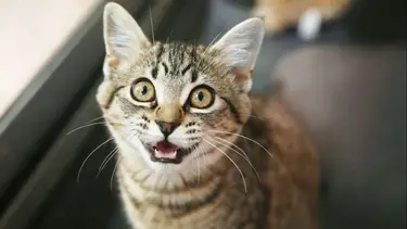 Lo advierten los veterinarios: si tu gato tiene estos síntomas, podría sufrir de esta enfermedad "silenciosa"