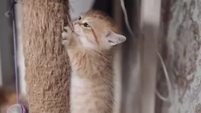 Gatos. Gatos.