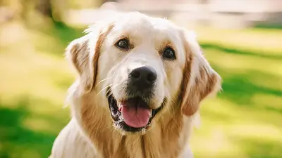 perros, sonrisas perros, perros, sonrisas perros,
