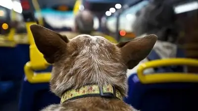 ¿Se puede viajar con un perro o un gato en colectivo en Argentina? ¿Se puede viajar con un perro o un gato en colectivo en Argentina?