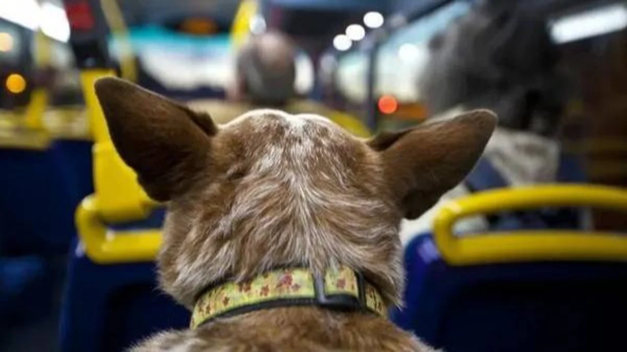 ¿Se puede viajar con un perro o un gato en colectivo en Argentina?