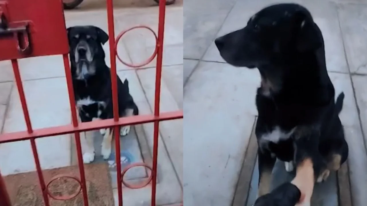 Perro TikTok