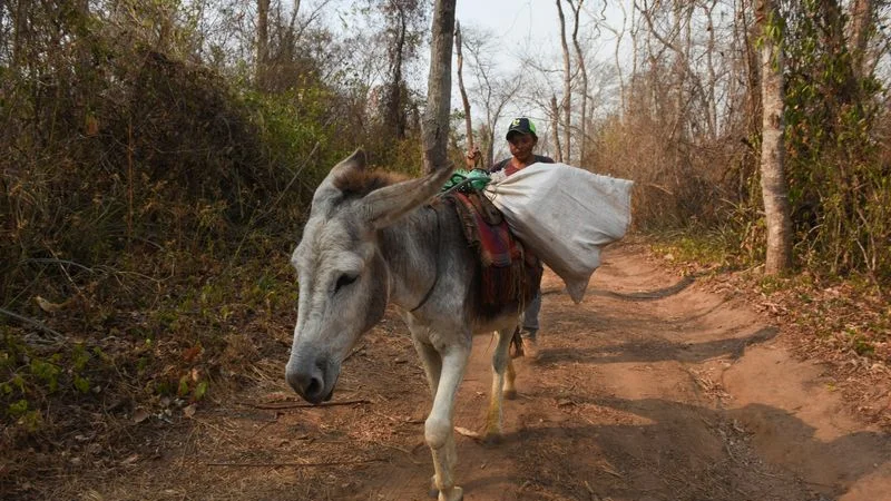 Campesinos bolivianos juntan sus pertenencias y huyen mientras los bosques arden