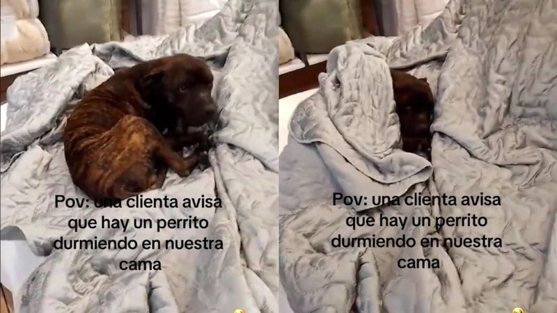 perro durmiendo neuquen