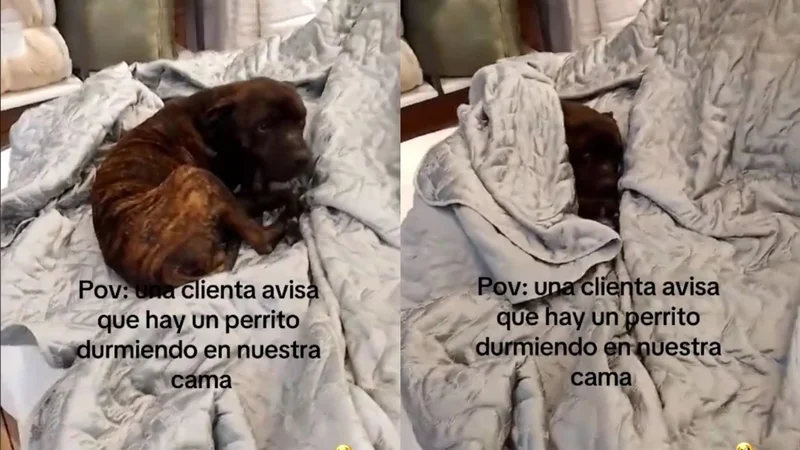 perro durmiendo neuquen