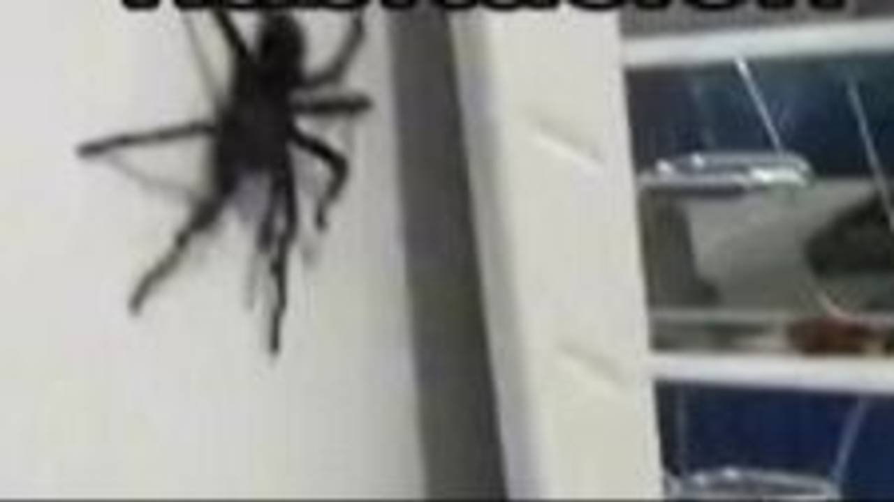 Araña gigante