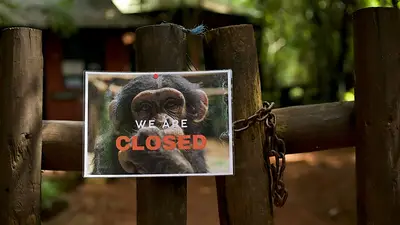 Un refugio de chimpancés en Sierra Leona cierra las puertas a los turistas en protesta por deforestación Un refugio de chimpancés en Sierra Leona cierra las puertas a los turistas en protesta por deforestación