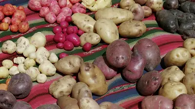 Científicos revelan el origen evolutivo de la papa y como el tomate tuvo un papel Científicos revelan el origen evolutivo de la papa y como el tomate tuvo un papel