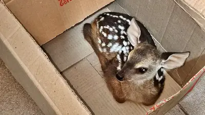 Formosa refuerza el cuidado de su fauna con un operativo rescate: el animal está bajo resguardo ministerial Formosa refuerza el cuidado de su fauna con un operativo rescate: el animal está bajo resguardo ministerial