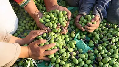 Caída en la producción olivícola: crece la preocupación en La Rioja frente al ajuste nacional Caída en la producción olivícola: crece la preocupación en La Rioja frente al ajuste nacional