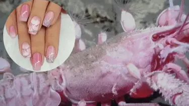 "Manicura marina", el arte de uñas inspirado en la investigación del CONICET en el Mar Argentino
