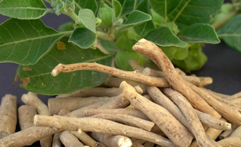 La ashwagandha es la hierba que muchos suman a sus rutinas para controlar el estrés  | Salud