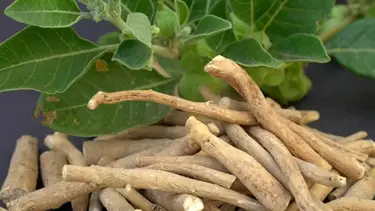 La ashwagandha es la hierba que muchos suman a sus rutinas para controlar el estrés 