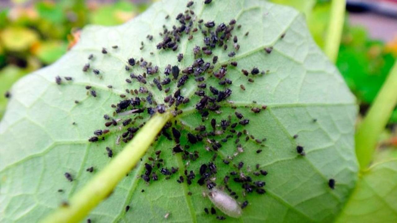Cuál es la plaga argentina que los científicos del CONICET aprendieron a controlar. Hormiga argentina plaga cómo controlarla. Qué pasó con la plaga.