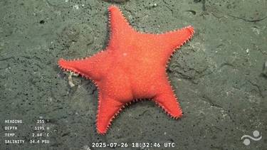 Qué especies y peces se encontraron en el streaming del Conicet: las criaturas más extrañas del fondo del mar