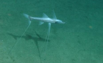 La extraña especie que apareció en la transmisión del mar argentino: cuál es | Ciencia 