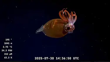 En vivo desde las profundidades de Mar del Plata: ¿cómo es la geología del cañón que recorre el submarino del CONICET?
