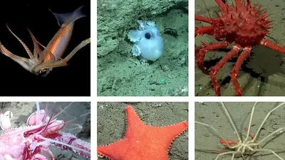 Qué especies y peces se encontraron en el streaming del Conicet: las criaturas más extrañas del fondo del mar Qué especies y peces se encontraron en el streaming del Conicet: las criaturas más extrañas del fondo del mar