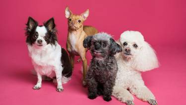 ¿Qué requisitos piden para adoptar un perro en un refugio?