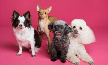 ¿Qué requisitos piden para adoptar un perro en un refugio? | Perro