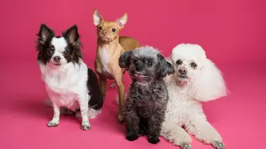 ¿Qué requisitos piden para adoptar un perro en un refugio?