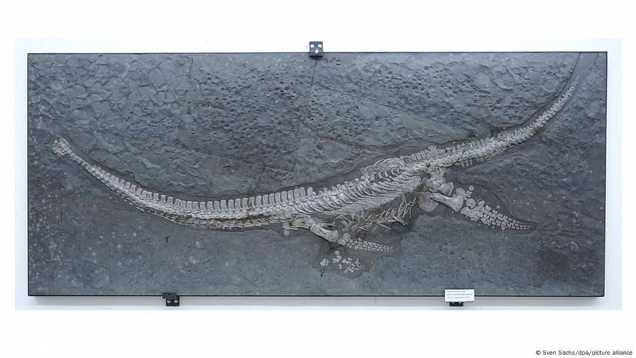 Hallazgo histórico: encuentran nueva especie de reptil marino de cuello largo 