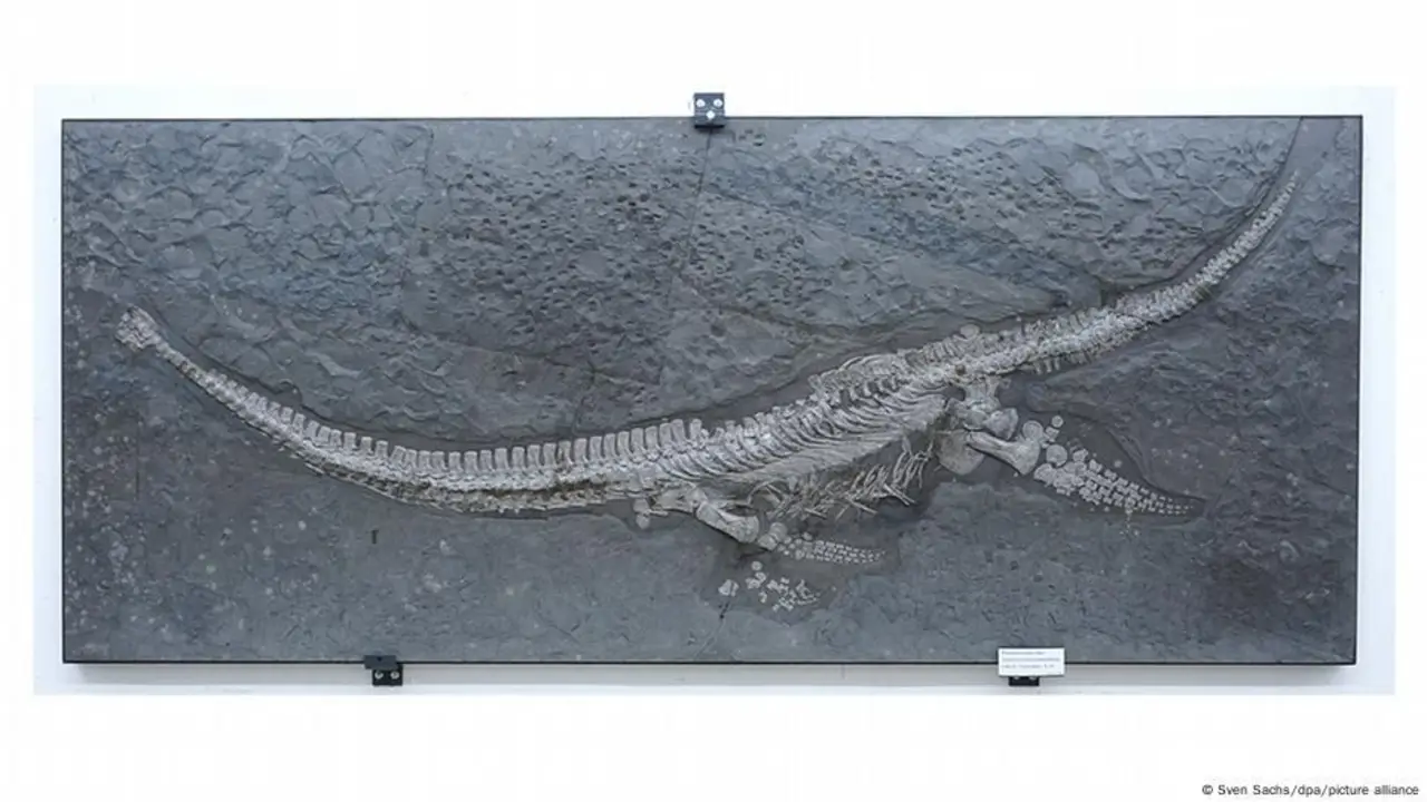 Hallazgo histórico: encuentran nueva especie de reptil marino de cuello largo 