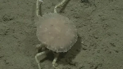 Cuál es el cangrejo con "sombrero" que encontraron los científicos del CONICET. Cangrejo Ethunisa encontrado en Mar del Plata. Cuál es el cangrejo con "sombrero" que encontraron los científicos del CONICET. Cangrejo Ethunisa encontrado en Mar del Plata.