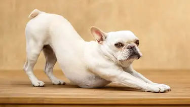 ¿Qué significa que un perro se estire al ver una persona?