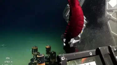 Expedición del CONICET al Mar Argentino en vivo: cuándo empieza y cómo ver el streaming de Mar del Plata